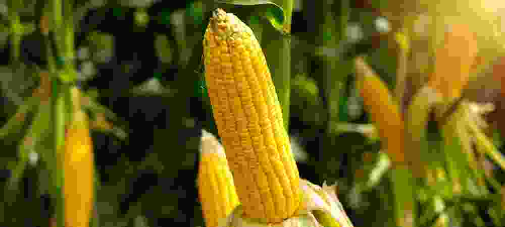 Niemann Veeplaas